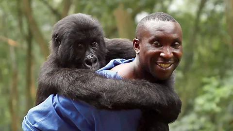 A Virunga caretaker carrying an orphaned mountain gorilla