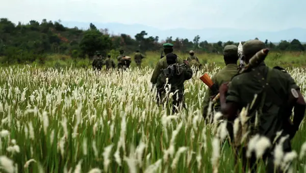 Virunga park rangers on patrol through a grass field in eastern Congo